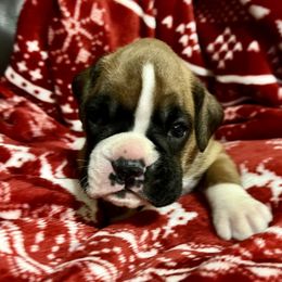 Flashy fawn female - Fawn female Boxer puppy in Enon, Ohio from Diamond Lane Boxers