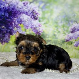 Ace 1800 - Black and tan male Yorkshire Terrier puppy in Nicholls, Georgia from Southeast Biewers