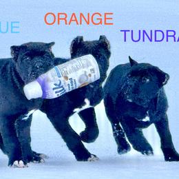 Orange - Black male Cane Corso puppy in Mc Ewen, Tennessee from Worldwide Kennels