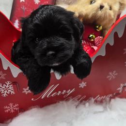 Jeff- Large Black - Black male Miniature Schnauzer puppy in Hertford, North Carolina from Little Bug Schnauzers