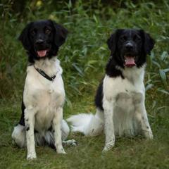 Stabyhouns from Desert Shadow