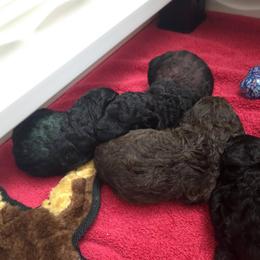 Boy 1 - Black male Poodle puppy in Palm Harbor, Florida from Amari Miniature Poodles