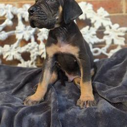 Padfoot - Black male Great Dane puppy in Arlington, Texas from Scoober Danes