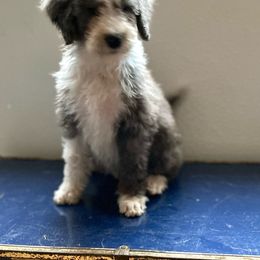 FiFi - Bernedoodle puppy from Little Lake Doodles