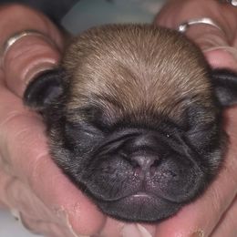 Cider-Boy 2 - Fawn male Pug puppy in New Braunfels, Texas from Kex Pug Haus