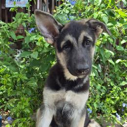 Orange Girl - Gray sable female Shiloh Shepherd puppy in Dover, Florida from Heritage Shilohs