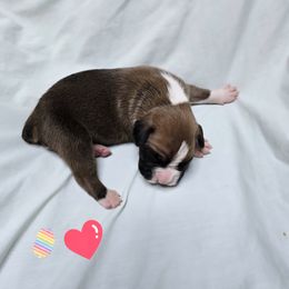 Girl 4 - Fawn female Boxer puppy in Leland, North Carolina from Ocean Breeze Boxers