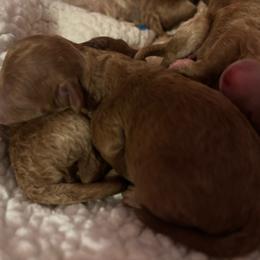 Zeke - Red  male Goldendoodle puppy in Lillington, North Carolina from Peace, Love, and Puppies at the Creek