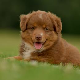 Miniature Australian Shepherd puppies from Southern Edition Aussies