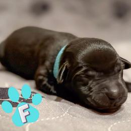 Teal Collar - Black female Labrador Retriever puppy in Franklin, Virginia from Oak Hollow Retrievers