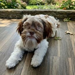 Bark Vader - Liver and white male Cavatzu puppy in Salt Lake City, Utah from Pulley Puppies