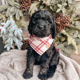 Snickerdoodle - Phantom Goldendoodle puppy in Lagrange, Ohio from Sweet Magnolia Doodles and The Magnolia Golden Retrievers