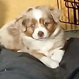 Miniature Australian Shepherd and Toy Australian Shepherd Puppies from Son Shine Farm