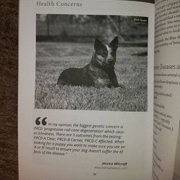 Australian Cattle Dog and Pembroke Welsh Corgi Puppies from Heelers in Texas