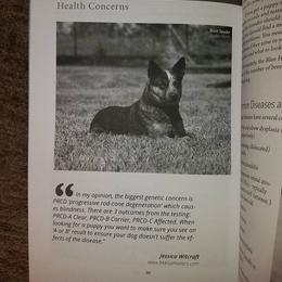 Australian Cattle Dog and Pembroke Welsh Corgi Puppies from Heelers in Texas