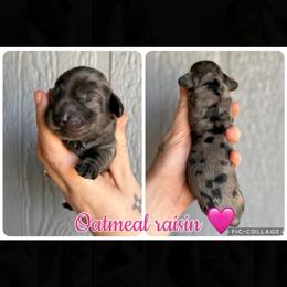 Oatmeal raisin - Dapple female Dachshund puppy in New Mexico from Long Dog Ranch