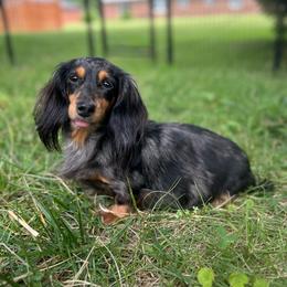 Lilith - Dachshund
