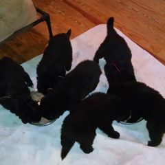 Belgian Sheepdog Puppies from Blue Moon Belgian Sheepdogs