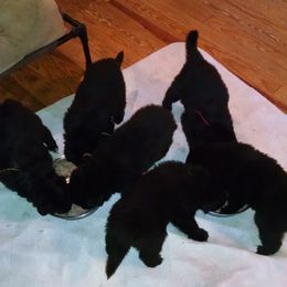 Belgian Sheepdog Puppies from Blue Moon Belgian Sheepdogs
