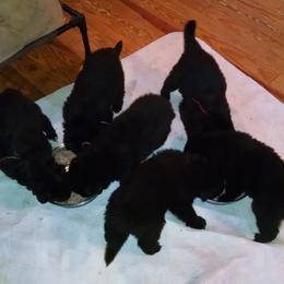 Belgian Sheepdog Puppies from Blue Moon Belgian Sheepdogs