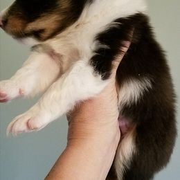 Shetland Sheepdog Puppies from Sharon’s Family Shelties