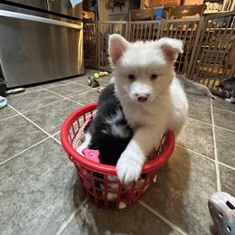 Henry - White male Pomsky puppy in Ohio from Black Swamp Pomskies