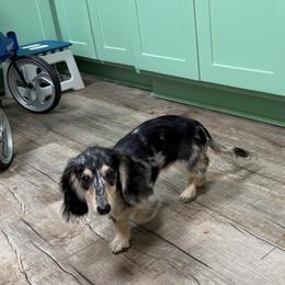 Daisy Mae pet only 3,500 - Dapple female Dachshund puppy in Irving, Texas from DFW Dachshunds by G & S