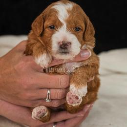 Goldendoodle Puppies from Yankee Doodles