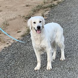 Golden Retriever All Grown Up from Amberidge Golden Retrievers