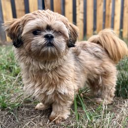 Honey - Shih Tzu
