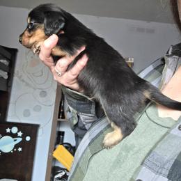 ExB blk and tan longhair boy - Black and tan male Dachshund puppy in Declo, Idaho from Dozendachs