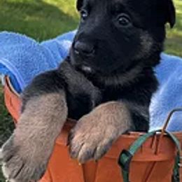 German Shepherds from BellaBey Farms