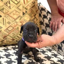Boy1 - Black male Cane Corso puppy in Granbury, Texas from Revolutions Kennel
