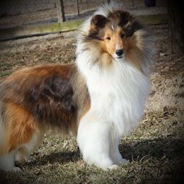 Monte - Shetland Sheepdog