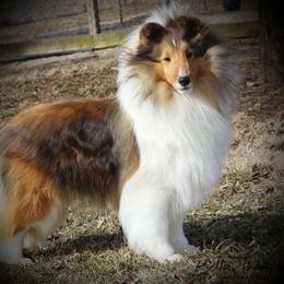 Monte - Shetland Sheepdog