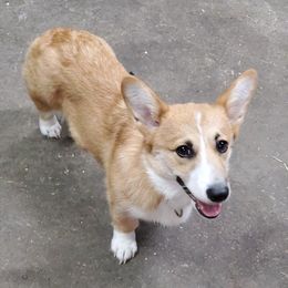 Pembroke Welsh Corgis from Stephanie Gratton's Pembroke Welsh Corgis