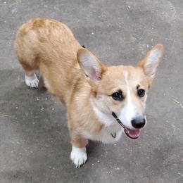 Pembroke Welsh Corgis from Stephanie Gratton's Pembroke Welsh Corgis