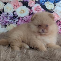 Cappuccino - Beaver male Pomeranian puppy in Fultonville, New York from Sandy Aussies & Pomeranians