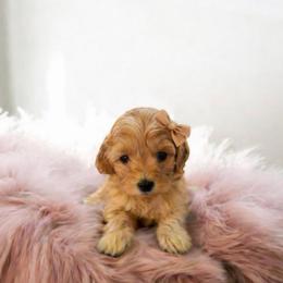 Aspen - Red female Maltipoo puppy in St. George, Utah from Winchester Hills Poodles and Doodles