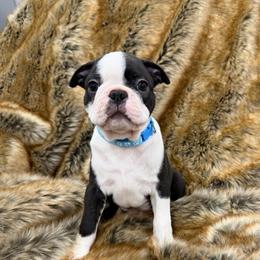 Boy 3 - Black brindle and white male Boston Terrier puppy in Redlands, California from Off The Hook Boston Buddies