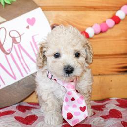 Jasper - Cream male Poodle puppy in Hugo, Oklahoma from Ann R.