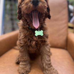 Goldendoodle Puppies from Lundee Doodles