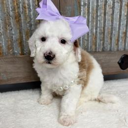 Violet - Red female Bernedoodle puppy in Calico Rock, Arkansas from Cottrell’s Poodles & Doodles