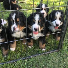 Bernese Mountain Dog Puppies from D’S Bernese Mountain Dogs