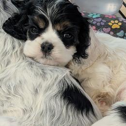 Betsy - Black white and tan female Cocker Spaniel puppy in Hernando, Florida from Blackwater Kennel