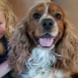 Copper Cutie - Cocker Spaniel