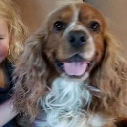 Copper Cutie - Cocker Spaniel