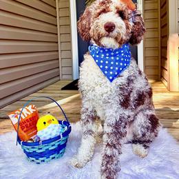 Aussiedoodle Puppies from Dani's Dandy Doodles