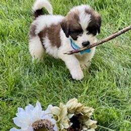 Saint Berdoodles from Whisky Paws Saint Berdoodles and Poodle Pups