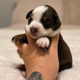Atlas AKC - Red tri-color male Australian Shepherd puppy in Polk City, Florida from Skaky Shepherds